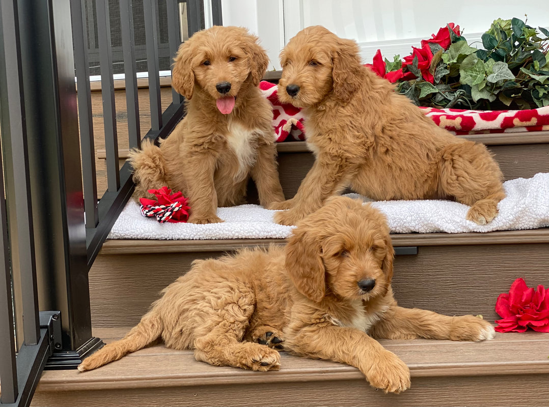 puppy, for, sale, F1 Standard Goldendoodle, Sadie  Riehl, dog, breeder, Gap, PA, dog-breeder, puppy-for-sale, forsale, nearby, find, puppyfind, locator, puppylocator, aca